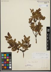 Foto von Salix waldsteiniana Willd.